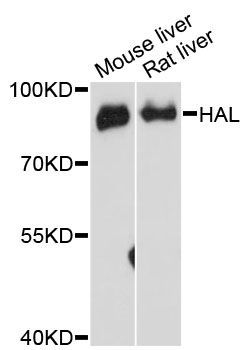Western blot - HAL antibody (144-60150)