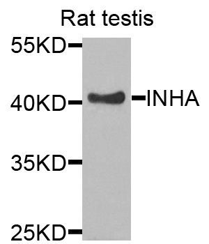 Western blot - INHA Polyclonal Antibody (144-01734)