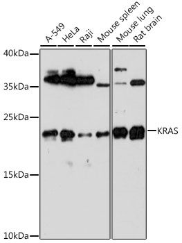 Western blot