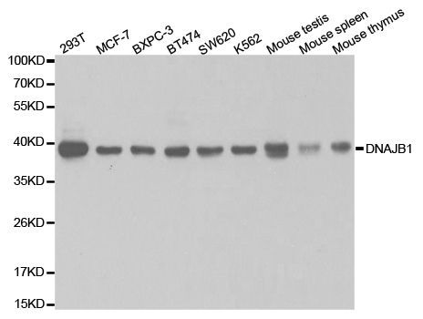 Western blot - [KO Validated] DNAJB1 Polyclonal Antibody (144-05504)
