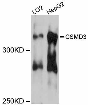 Western blot - CSMD3 antibody (144-012199)