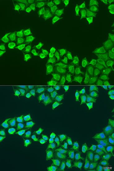 Immunofluorescence - ATP5F1 antibody (144-07645)