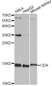 Western blot - CDA Polyclonal Antibody (144-013959)