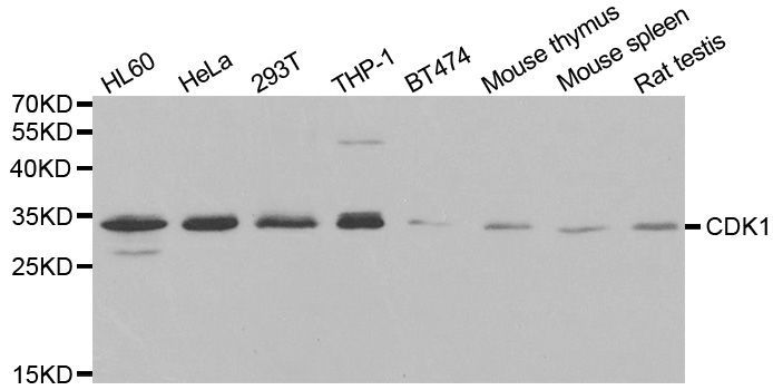 Western blot - CDK1 Polyclonal Antibody (144-00220)