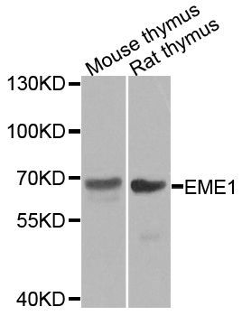 Western blot - EME1 antibody (144-08375)