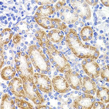 Immunohistochemistry - HMGCL antibody (144-08052)