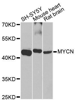 Western blot - MYCN Polyclonal Antibody (144-00499)