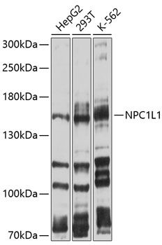 Western blot