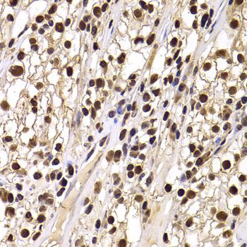 Immunohistochemistry - HIRIP3 antibody (144-07014)
