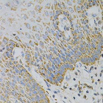 Immunohistochemistry - GNAO1 Antibody (144-02510)