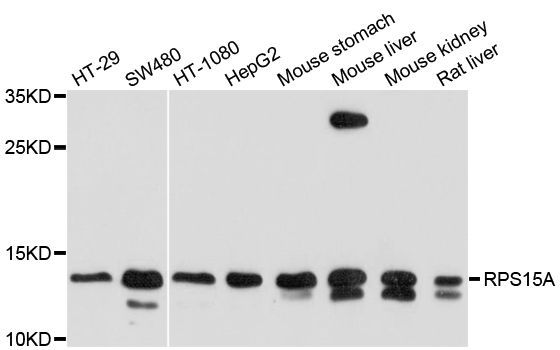 Western blot - RPS15A Polyclonal Antibody (144-010241)