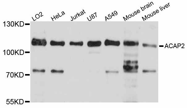 Western blot - ACAP2 antibody (144-012127)