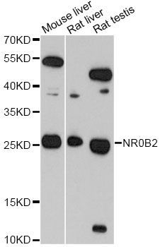 Western blot - NR0B2 antibody (144-01836)