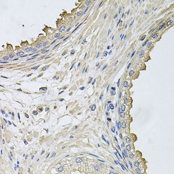 Immunohistochemistry - HERC3 antibody (144-08567)