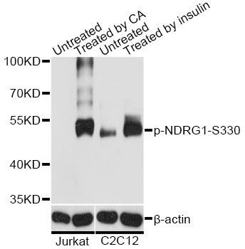 Western blot - Phospho-NDRG1-S330 antibody (144-61531)