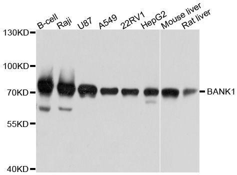 Western blot - BANK1 Polyclonal Antibody (144-010312)