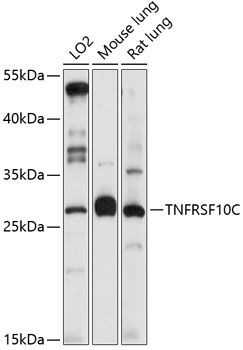 Western blot