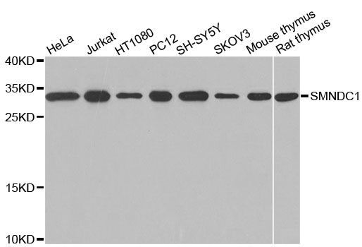 Western blot - SMNDC1 Polyclonal Antibody (144-00681)