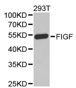 Western blot - VEGFD antibody (144-013617)