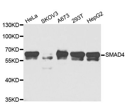 Western blot - SMAD4 antibody (144-05657)