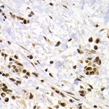Immunohistochemistry - SUMO4 Antibody (144-03100)
