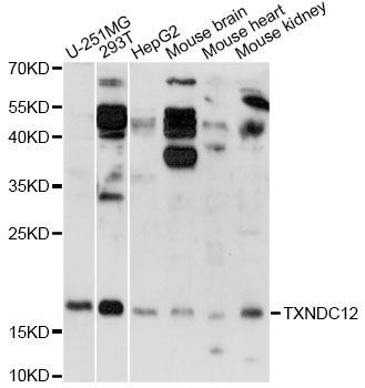Western blot - TXNDC12 antibody (144-014403)
