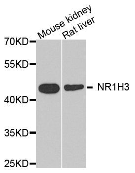 Western blot - NR1H3 antibody (144-02141)