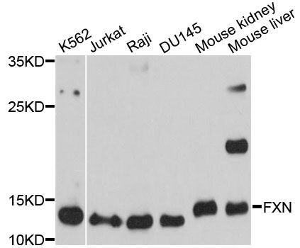 Western blot - FXN Polyclonal Antibody (144-011785)