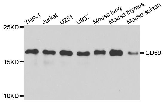 Western blot - CD69 antibody (144-02045)