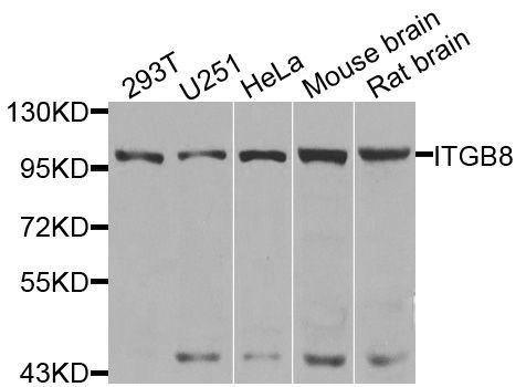 Western blot - ITGB8 antibody (144-08433)