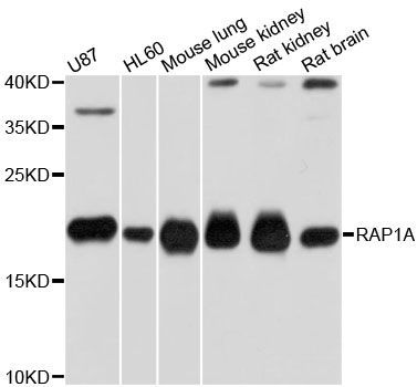 Western blot - RAP1A Polyclonal Antibody (144-00975)