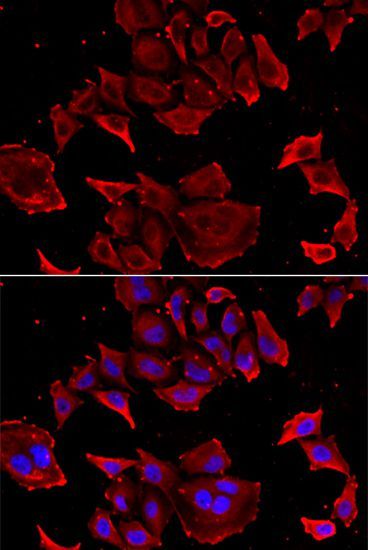 Immunofluorescence - TCAP antibody (144-60395)