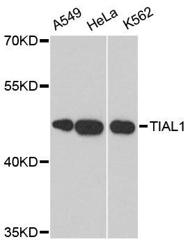 Western blot - TIAL1 antibody (144-61432)