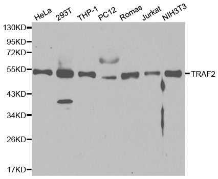 Western blot - [KO Validated] TRAF2 Polyclonal Antibody (144-00962)