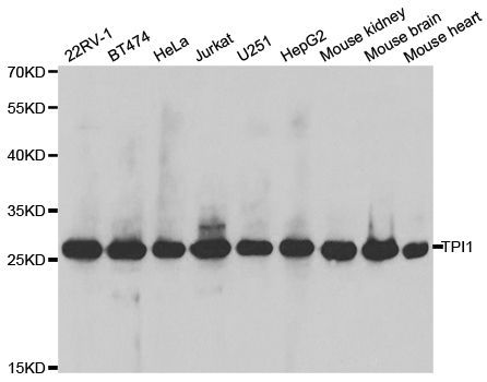 Western blot - TPI1 antibody (144-02579)