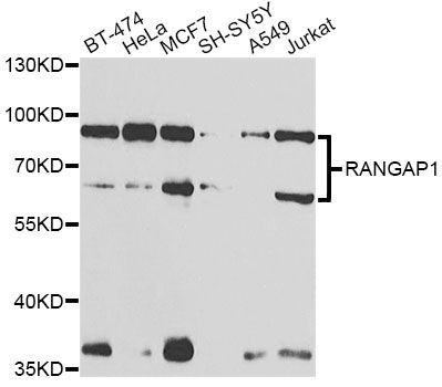 Western blot - RANGAP1 antibody (144-602927)
