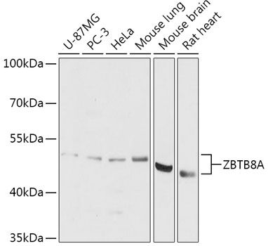 Western blot