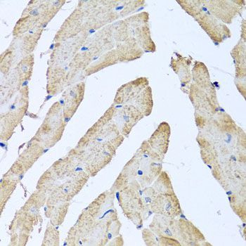 Immunohistochemistry - ATAD3B antibody (144-08268)
