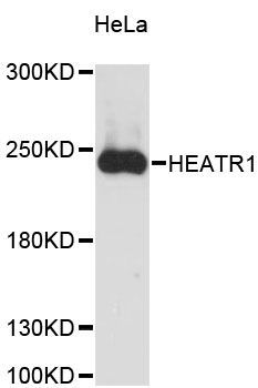 Western blot - HEATR1 antibody (144-013102)