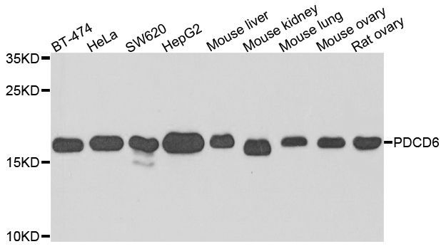 Western blot - PDCD6 Polyclonal Antibody (144-06685)