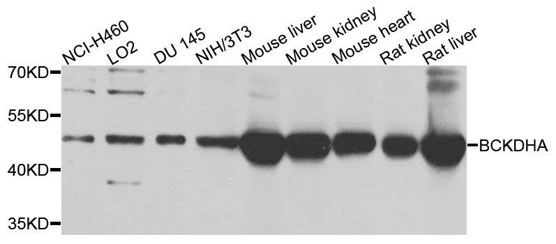 Western blot - BCKDHA Polyclonal Antibody (144-09806)