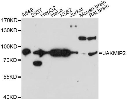 Western blot - JAKMIP2 antibody (144-60656)