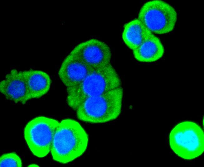 Immunofluorescence - LYZ antibody (144-10972)