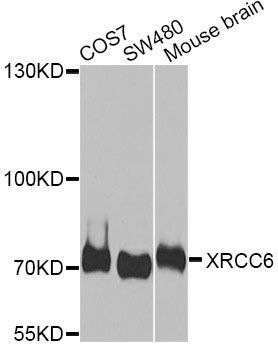 Western blot - XRCC6 Polyclonal Antibody (144-07330)