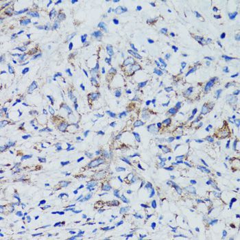 Immunohistochemistry - USO1 Polyclonal Antibody (144-02796)