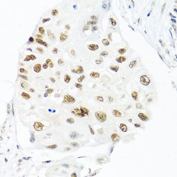 Immunohistochemistry - THOC1 antibody (144-08179)