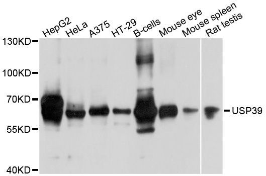 Western blot - USP39 antibody (144-09582)