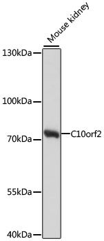 Western blot