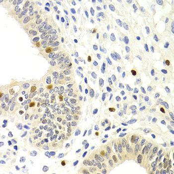 Immunohistochemistry - GEMIN2 Antibody (144-03082)