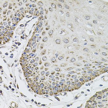 Immunohistochemistry - SDC2 antibody (144-01810)